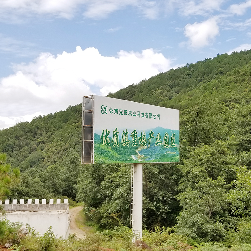 雲(yún)南狗万農(nóng)業(yè)1000餘畝滇重樓種植基地